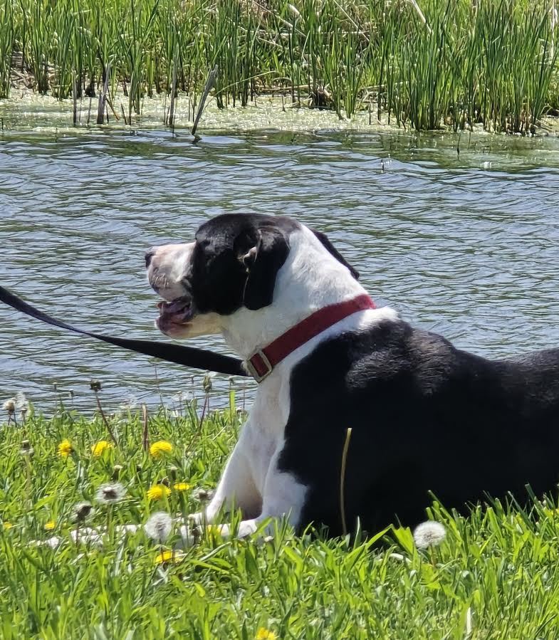 Mike, an adoptable Mixed Breed in Oskaloosa, IA, 52577 | Photo Image 2