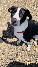 Mike, an adoptable Mixed Breed in Oskaloosa, IA, 52577 | Photo Image 3