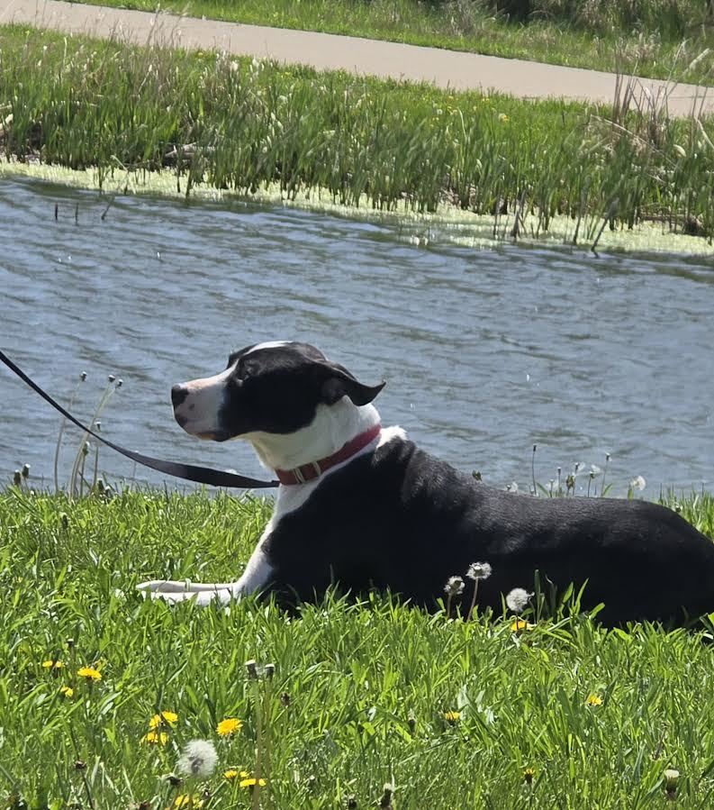 Mike, an adoptable Mixed Breed in Oskaloosa, IA, 52577 | Photo Image 3