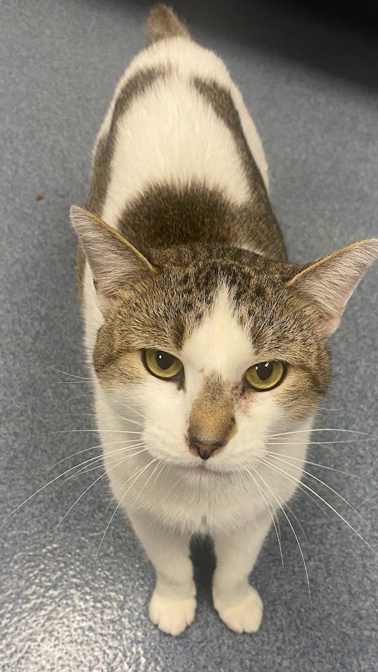 Bruno, an adoptable Domestic Short Hair in Sapulpa, OK, 74066 | Photo Image 1