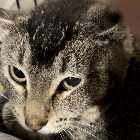 Bond, an adoptable Domestic Short Hair in Granby, MO, 64844 | Photo Image 1