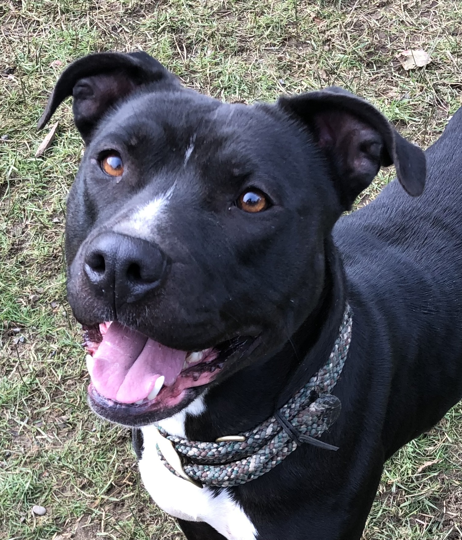 Dog for adoption - Xena, a Retriever & Bull Terrier Mix in Hoquiam, WA ...