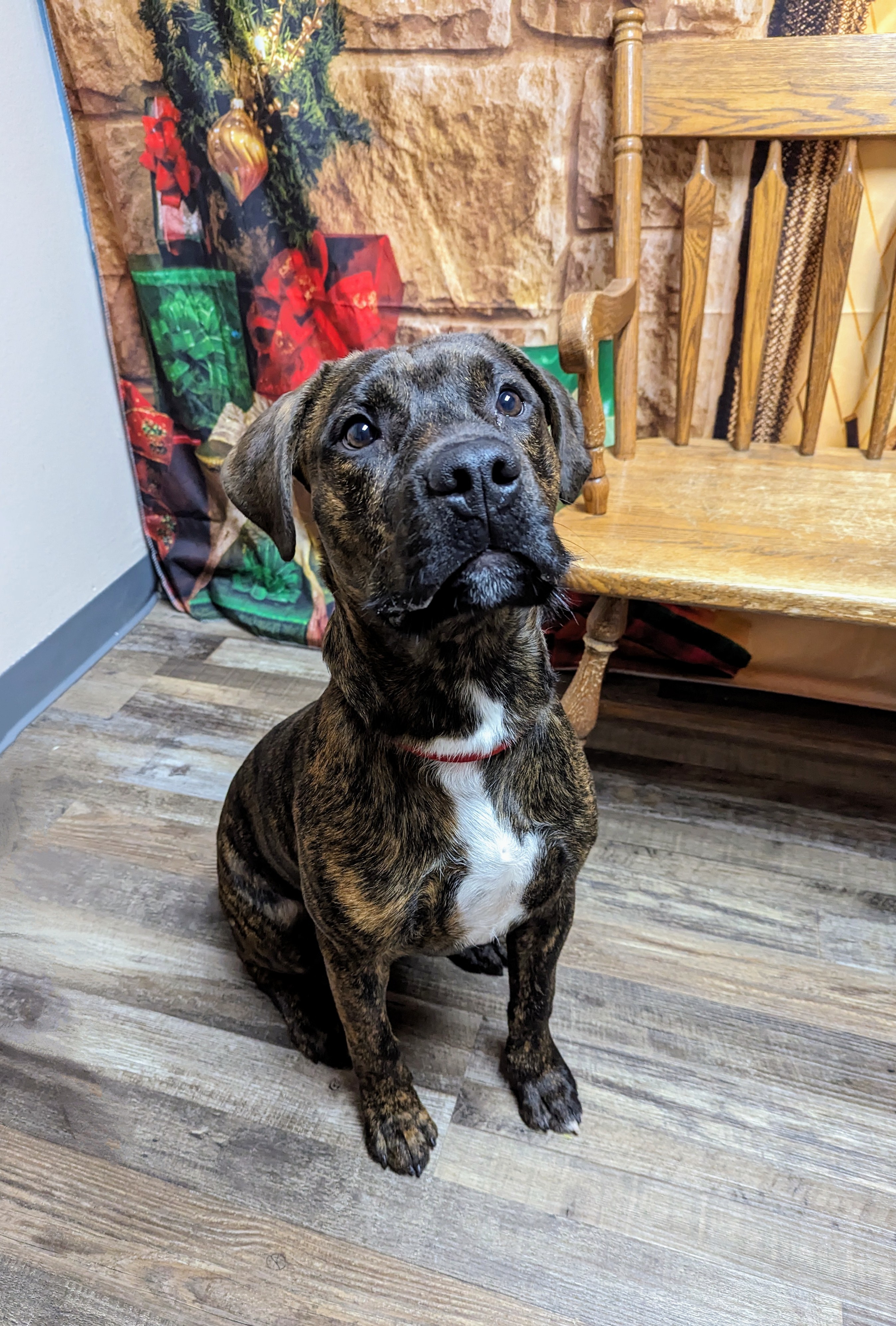 Rogue, an adoptable Pit Bull Terrier in Oconto, WI, 54153 | Photo Image 2