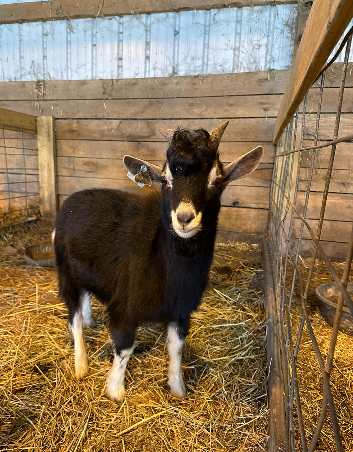 Goats for best sale adoption near me