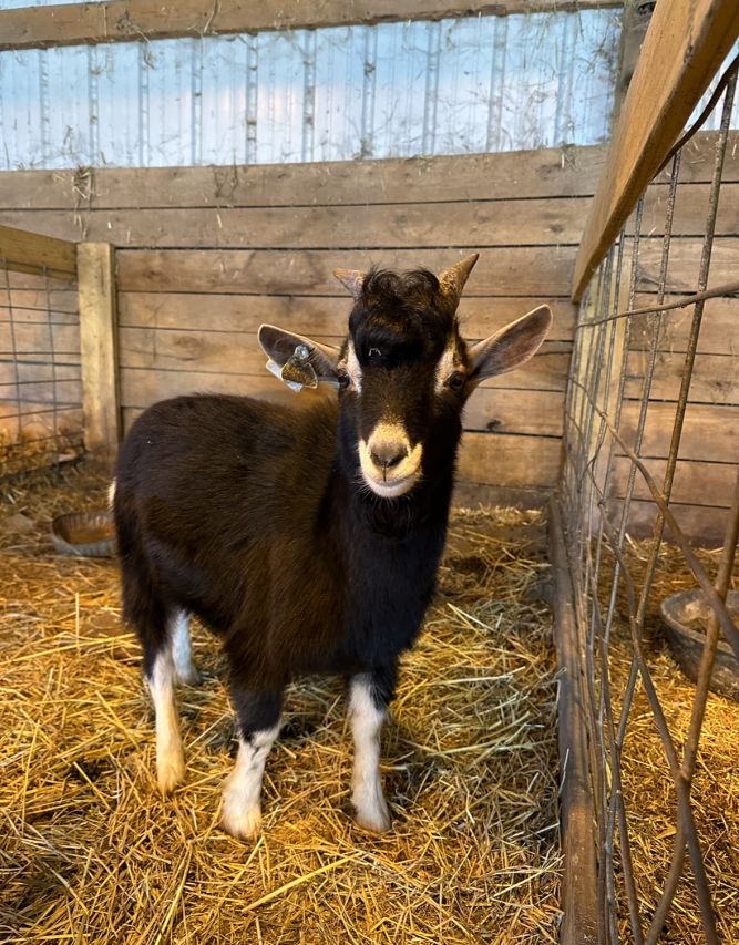 Goat for adoption - Henry , a Pygmy in Brownsburg, IN | Petfinder