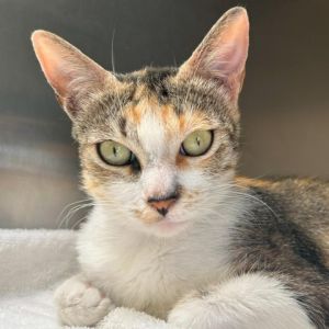 Say hello to Cher She is a 3-year-old cat looking for a loving home with her partner Catbus Cher 