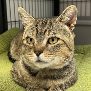 Meet Catbus He is a 5 year old cat looking for a loving home for he and his wif