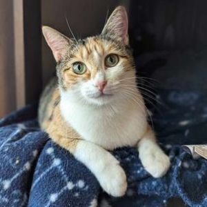 Cats for Adoption Near Washington, WA