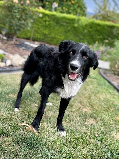 Border collie hot sale petfinder