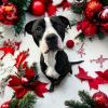 Pongo