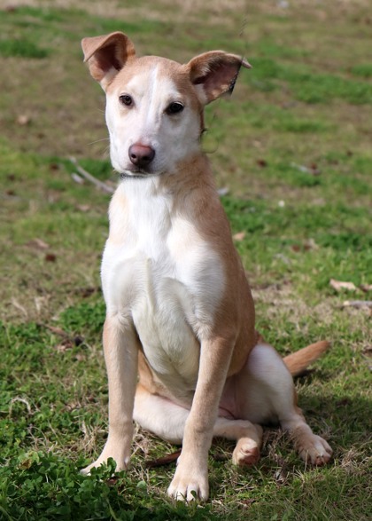 Nami, an adoptable Collie, Mixed Breed in Tyler, TX, 75711 | Photo Image 1