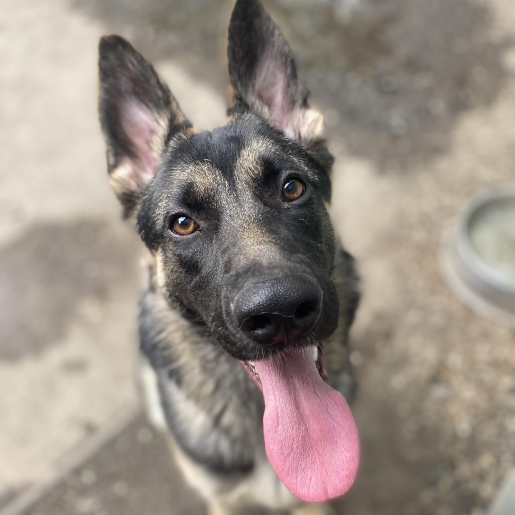 Lady, an adoptable German Shepherd Dog in North Battleford, SK, S9A 2M7 | Photo Image 1