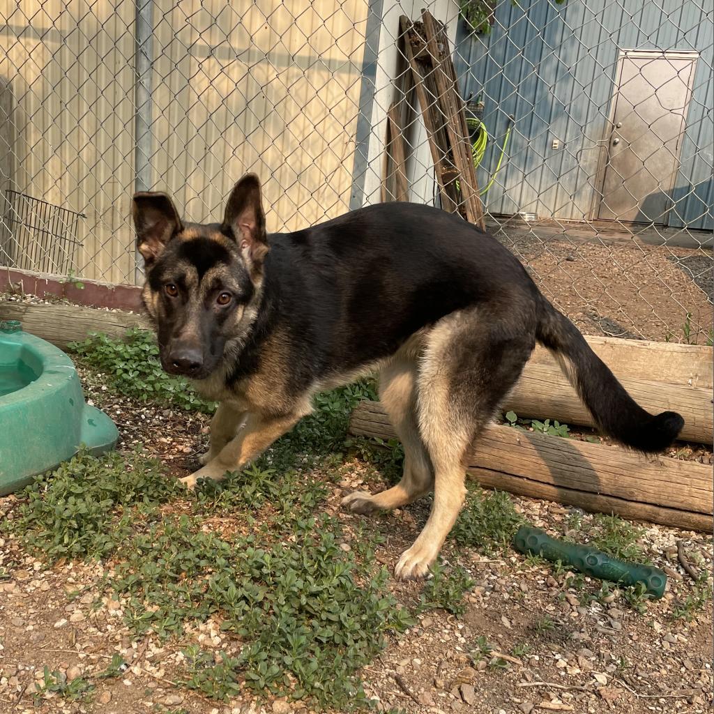 Lady, an adoptable German Shepherd Dog in North Battleford, SK, S9A 2M7 | Photo Image 2