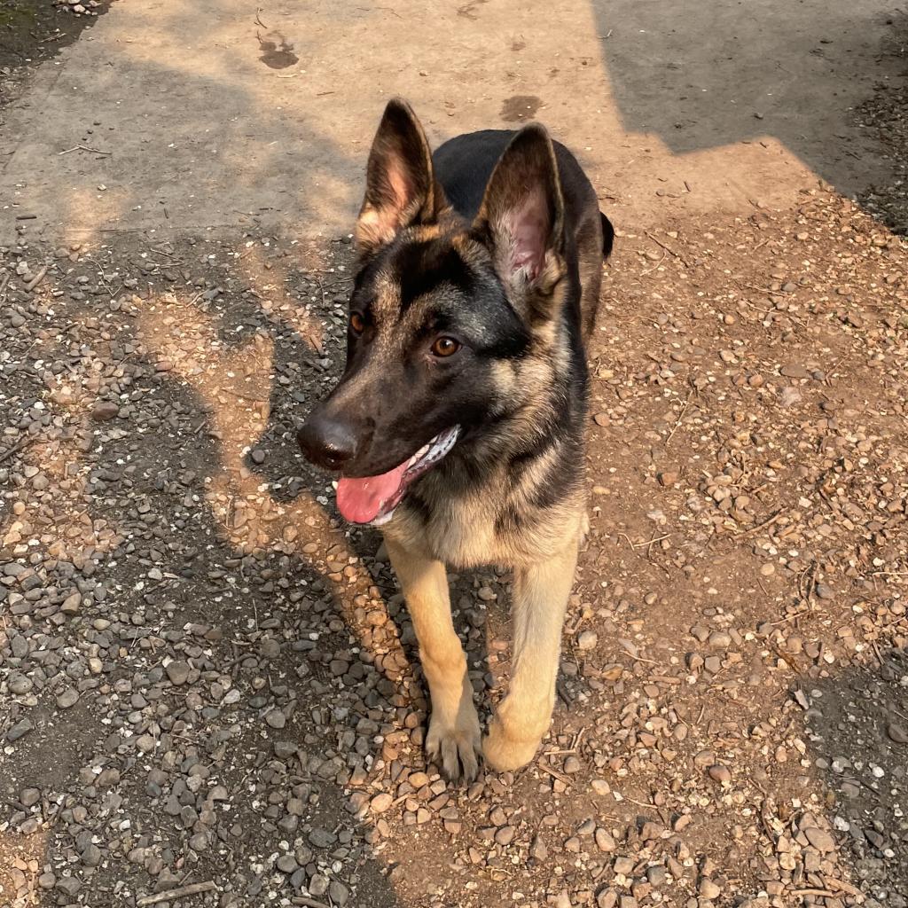 Lady, an adoptable German Shepherd Dog in North Battleford, SK, S9A 2M7 | Photo Image 3