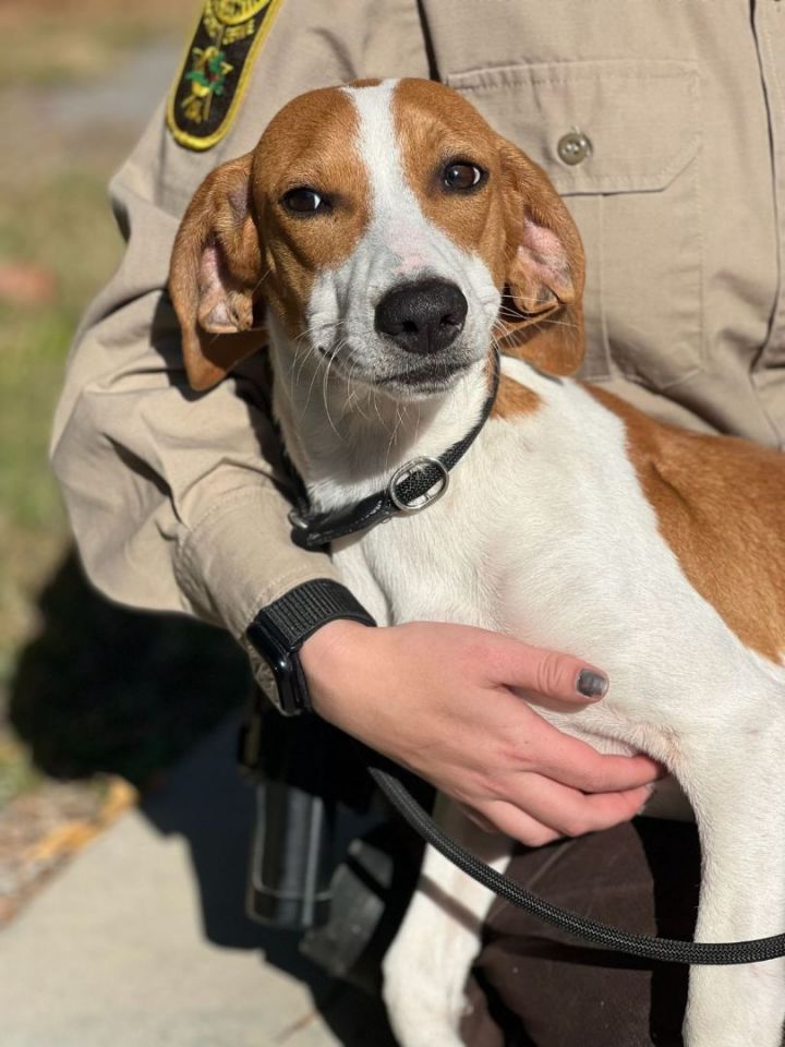 American foxhound 2024 beagle mix