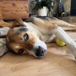 Bruno, an adoptable Mastiff in Calgary, AB, T2E 3Z7 | Photo Image 3