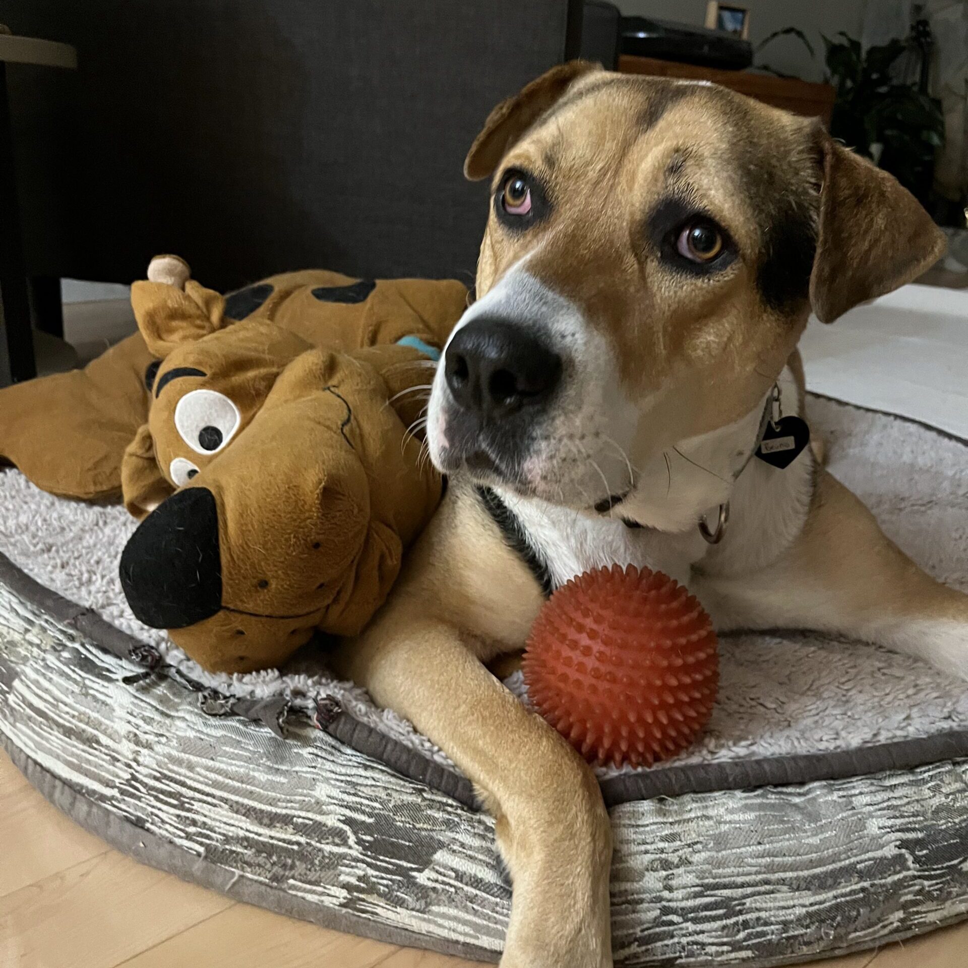 Bruno, an adoptable Mastiff in Calgary, AB, T2E 3Z7 | Photo Image 1