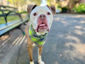 Champ Mixed Breed Dog