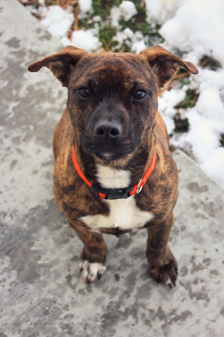 German shepherd and sales shih tzu mix