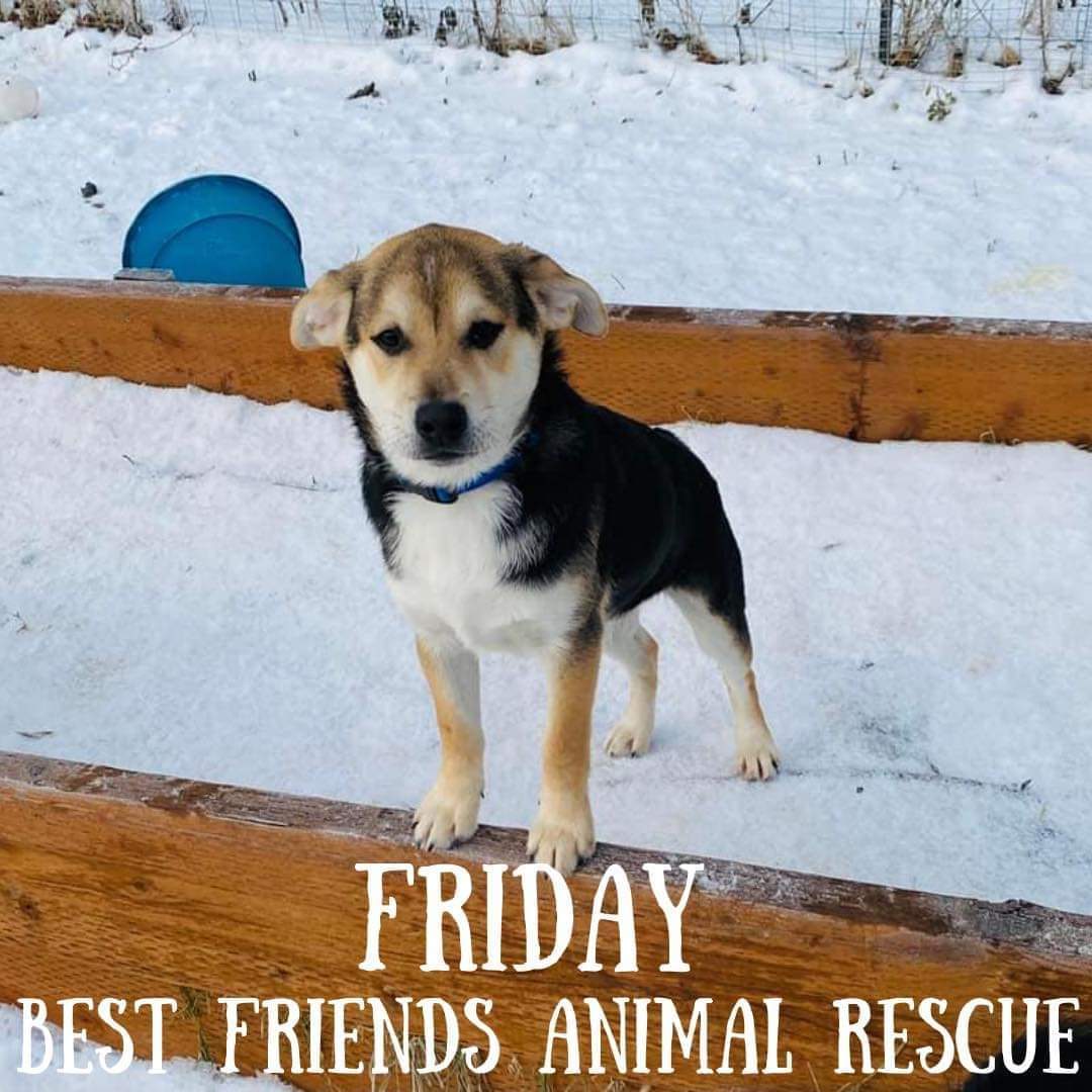 Friday, an adoptable Husky in Wasilla, AK, 99654 | Photo Image 2
