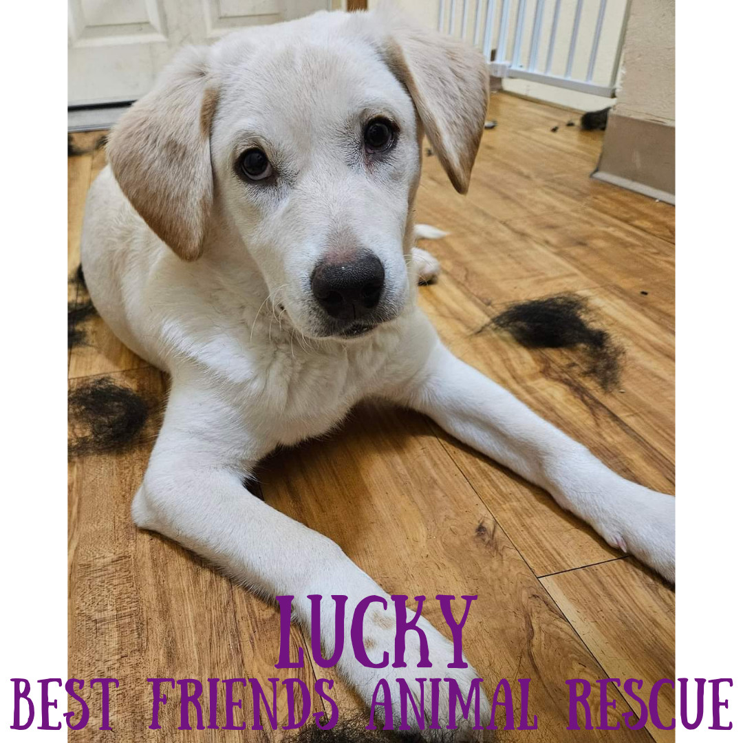 Lucky, an adoptable Husky in Fairbanks, AK, 99701 | Photo Image 1