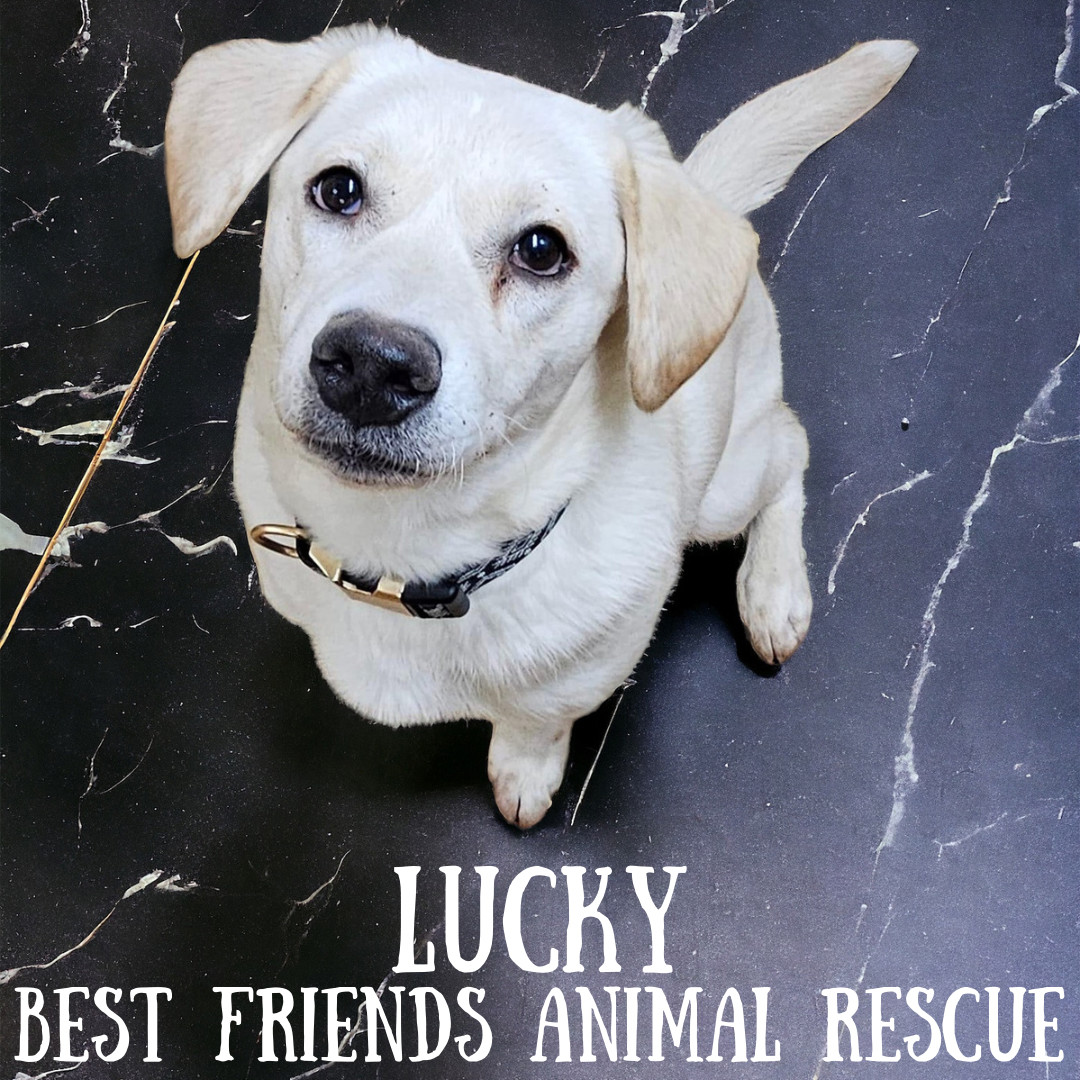 Lucky, an adoptable Husky in Fairbanks, AK, 99701 | Photo Image 3