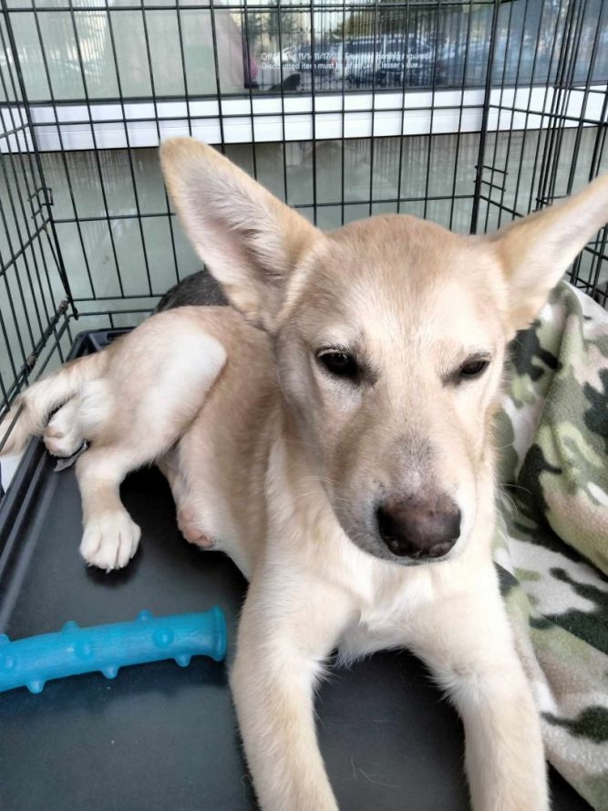 Dog for adoption Marilyn a Husky in Bangor ME Petfinder