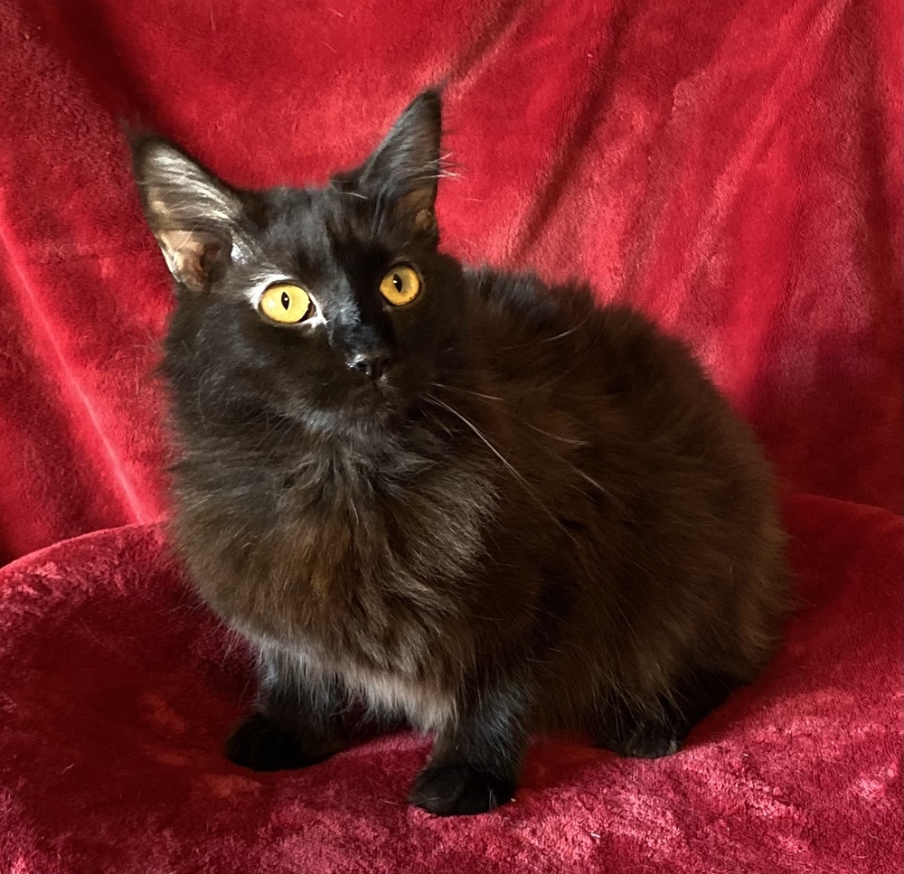 Samara, an adoptable Domestic Medium Hair in Panama City Beach, FL, 32408 | Photo Image 3