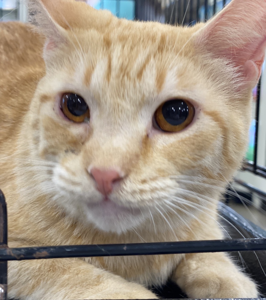 Ziggy, an adoptable Domestic Short Hair, Tabby in Panama City Beach, FL, 32408 | Photo Image 1