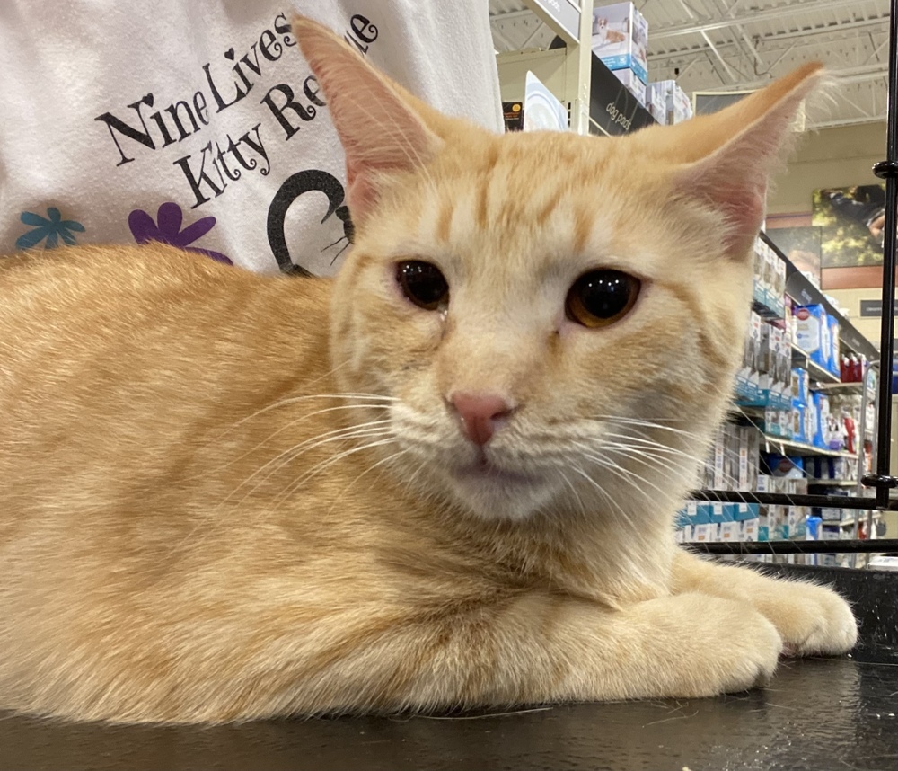 Ziggy, an adoptable Domestic Short Hair, Tabby in Panama City Beach, FL, 32408 | Photo Image 2