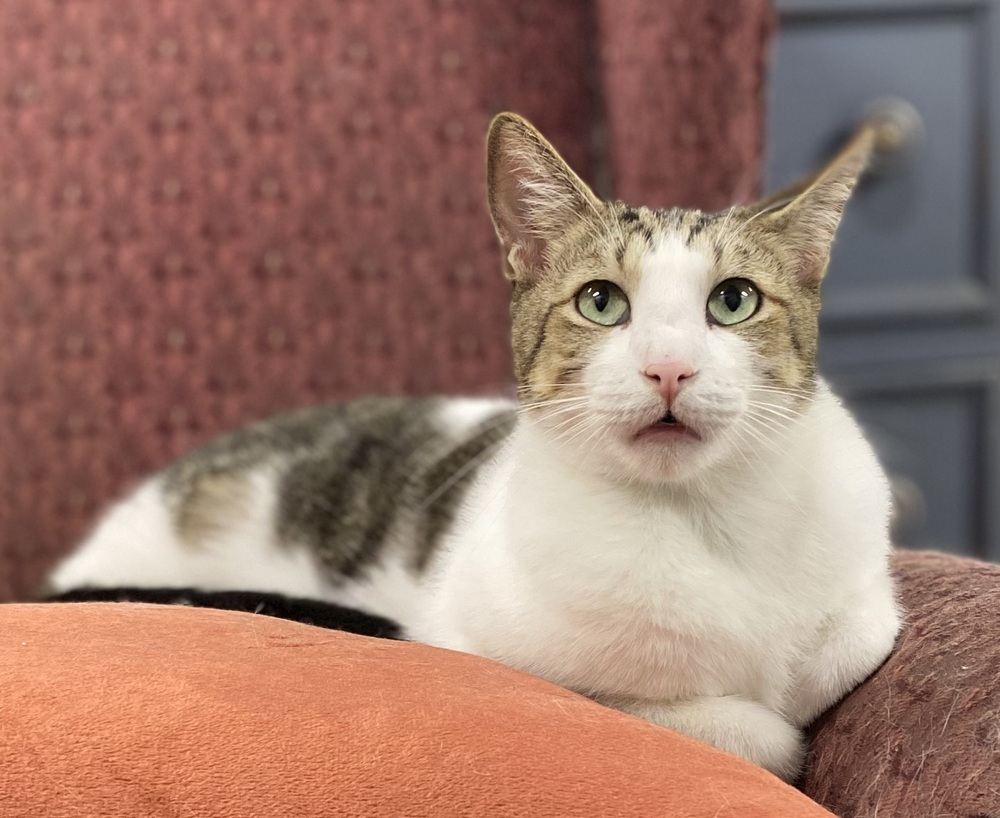 Oz, an adoptable Tabby, Domestic Short Hair in Panama City Beach, FL, 32408 | Photo Image 1