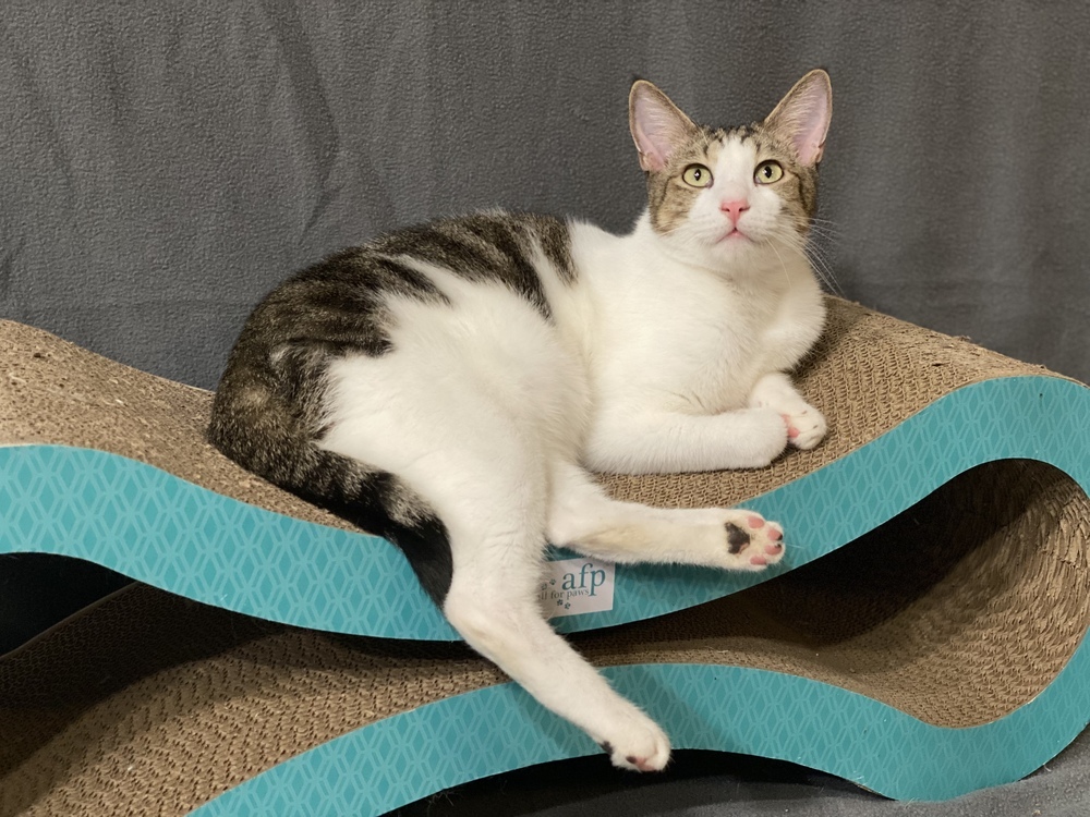 Oz, an adoptable Tabby, Domestic Short Hair in Panama City Beach, FL, 32408 | Photo Image 2