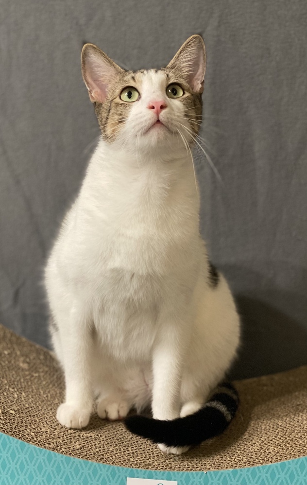 Oz, an adoptable Tabby, Domestic Short Hair in Panama City Beach, FL, 32408 | Photo Image 3