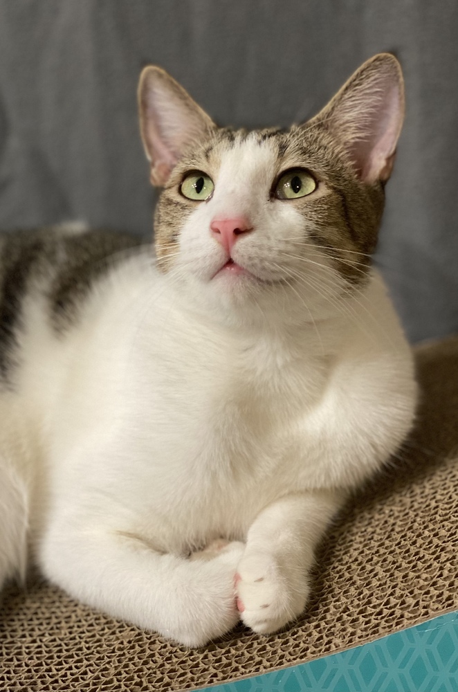 Oz, an adoptable Tabby, Domestic Short Hair in Panama City Beach, FL, 32408 | Photo Image 6