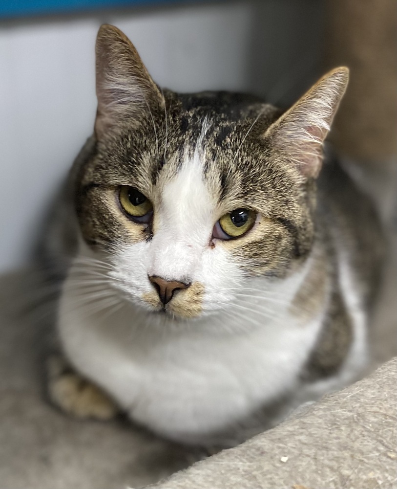 Walter, an adoptable Tabby in Panama City Beach, FL, 32408 | Photo Image 2