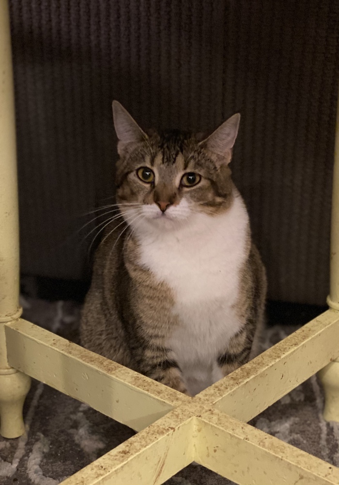 Tawny, an adoptable Tabby in Panama City Beach, FL, 32408 | Photo Image 1