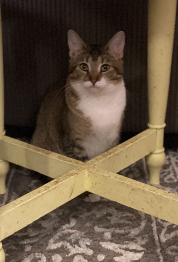 Tawny, an adoptable Tabby in Panama City Beach, FL, 32408 | Photo Image 2