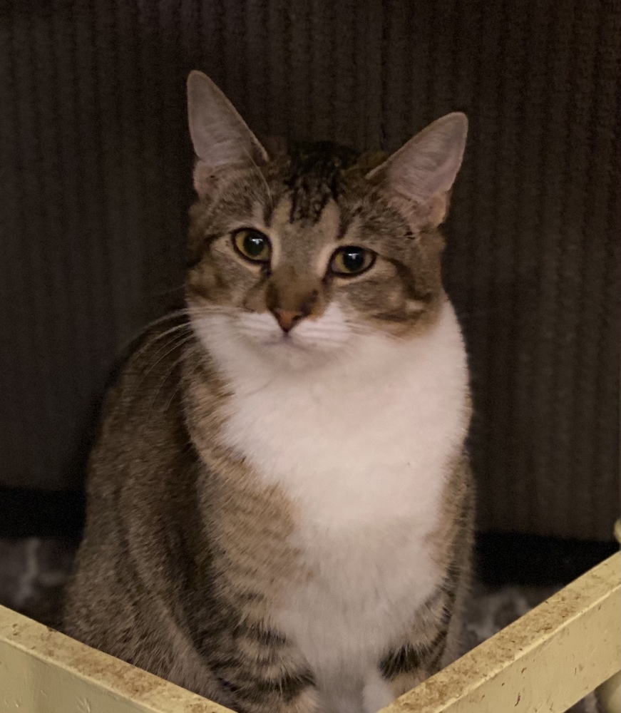 Tawny, an adoptable Tabby in Panama City Beach, FL, 32408 | Photo Image 3