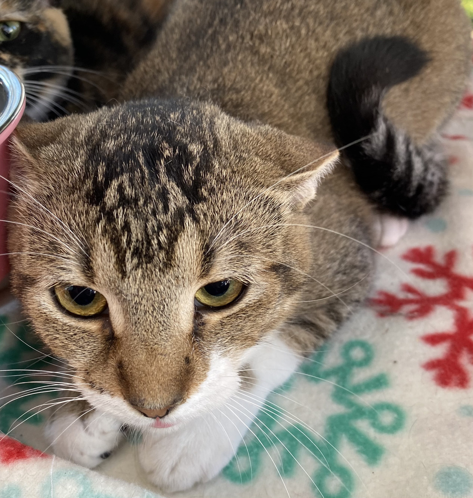 Tawny, an adoptable Tabby in Panama City Beach, FL, 32408 | Photo Image 4