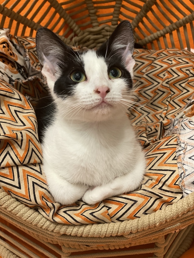 Raya, an adoptable Domestic Short Hair in Panama City Beach, FL, 32408 | Photo Image 6