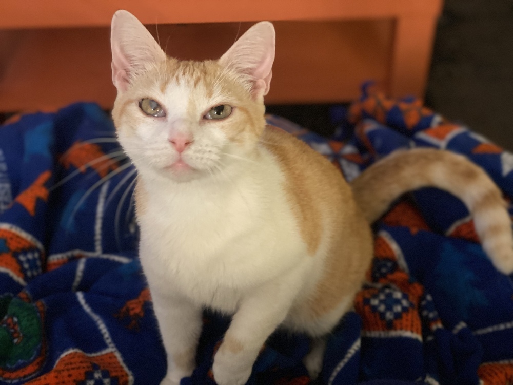 Prue, an adoptable Calico, Domestic Short Hair in Panama City Beach, FL, 32408 | Photo Image 1