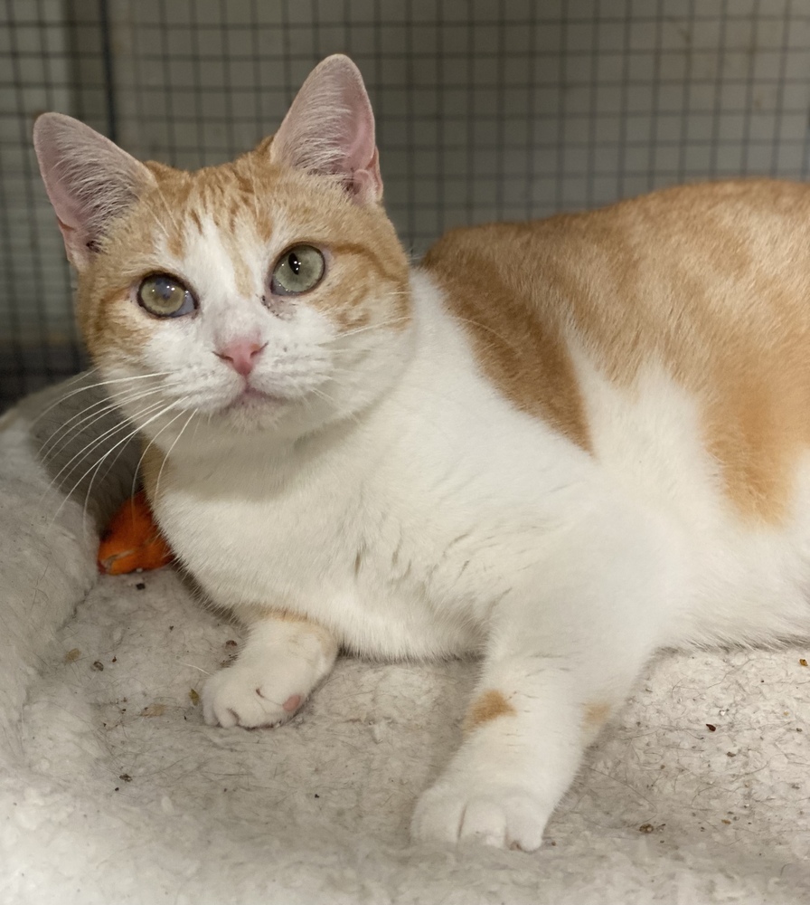 Prue, an adoptable Calico, Domestic Short Hair in Panama City Beach, FL, 32408 | Photo Image 2