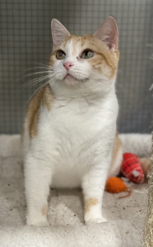 Prue, an adoptable Calico, Domestic Short Hair in Panama City Beach, FL, 32408 | Photo Image 3