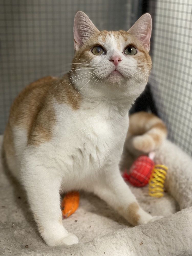 Prue, an adoptable Calico, Domestic Short Hair in Panama City Beach, FL, 32408 | Photo Image 4