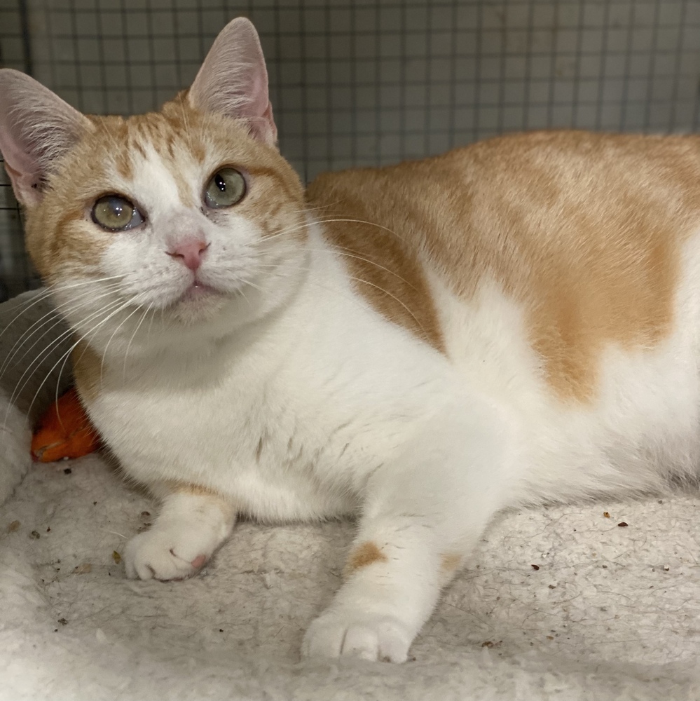 Prue, an adoptable Calico, Domestic Short Hair in Panama City Beach, FL, 32408 | Photo Image 5