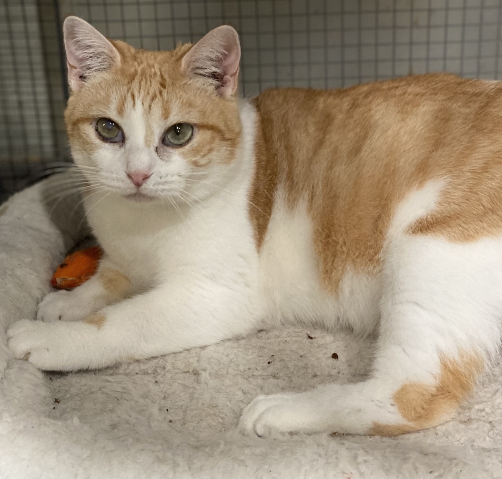 Prue, an adoptable Calico, Domestic Short Hair in Panama City Beach, FL, 32408 | Photo Image 6