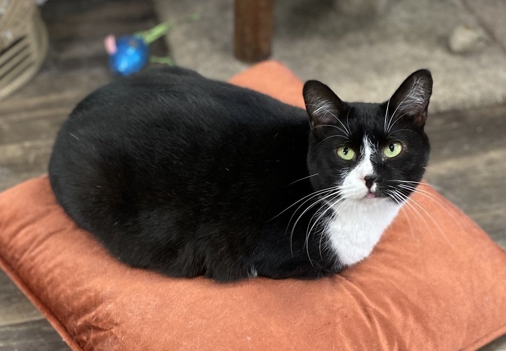 Guinness, an adoptable Domestic Short Hair in Panama City Beach, FL, 32408 | Photo Image 1