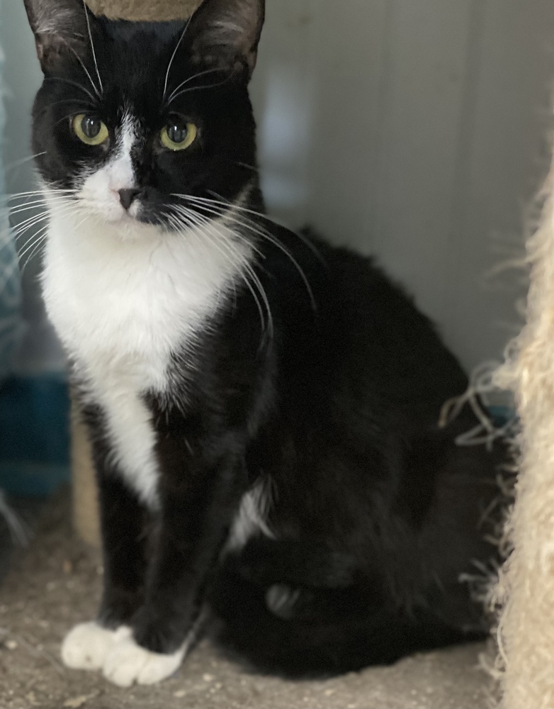 Guinness, an adoptable Domestic Short Hair in Panama City Beach, FL, 32408 | Photo Image 2