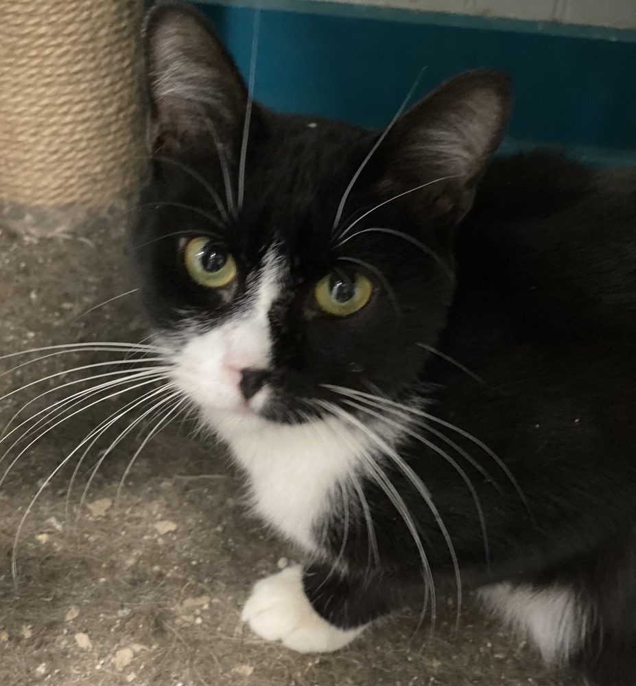 Guinness, an adoptable Domestic Short Hair in Panama City Beach, FL, 32408 | Photo Image 3