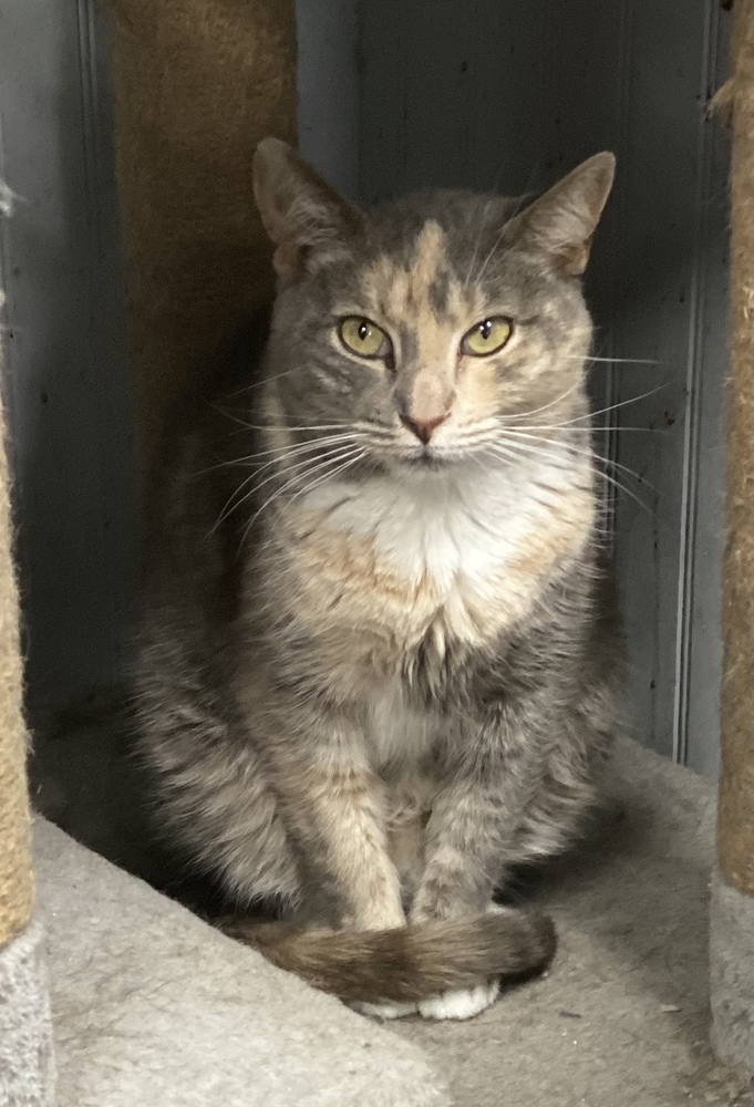 Juno, an adoptable Calico, Tabby in Panama City Beach, FL, 32408 | Photo Image 1